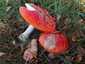 Légyölő galóca (Amanita muscaria), Őrség